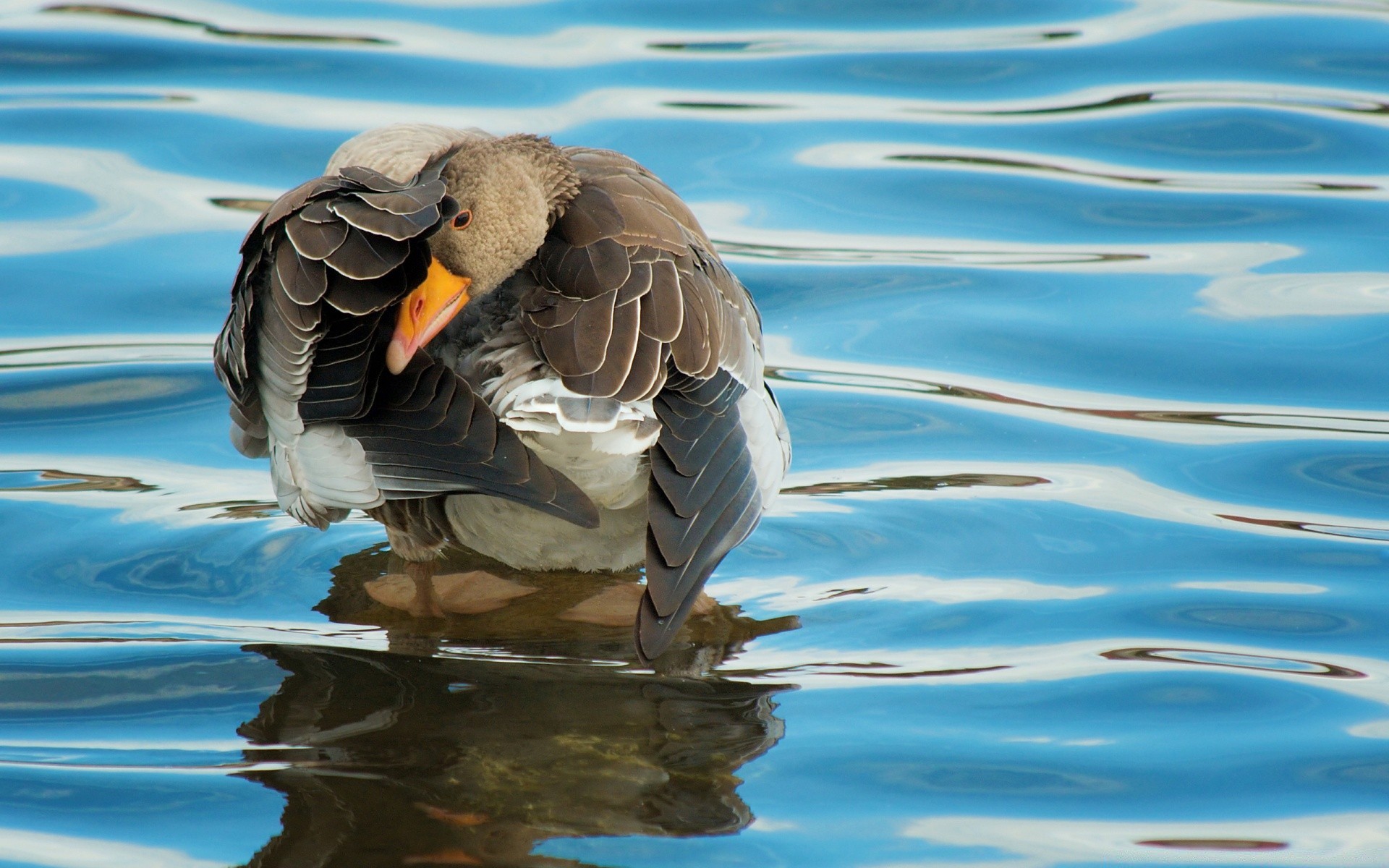 sauvagine oiseau eau nature faune natation animal en plein air canard piscine lac sauvage aile bec