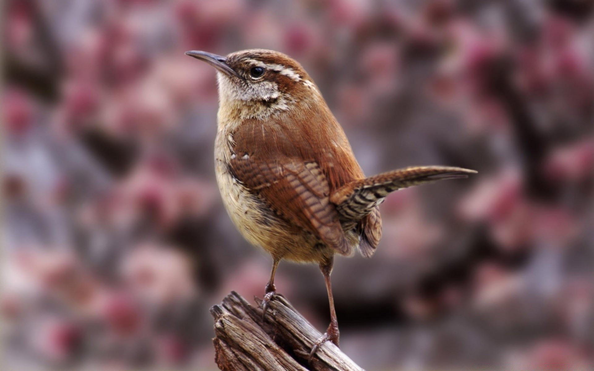 aves vida selvagem natureza pássaro ao ar livre animal selvagem jardim