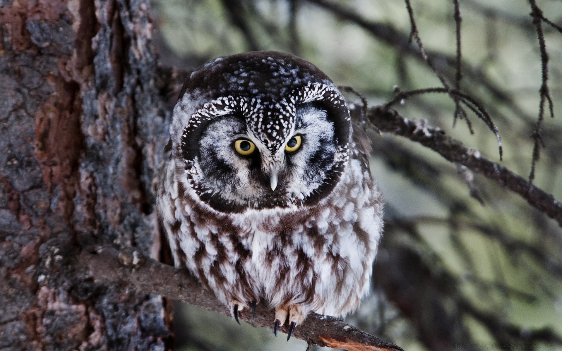 coruja pássaro vida selvagem natureza selvagem animal raptor ao ar livre bico pena árvore avian madeira presa