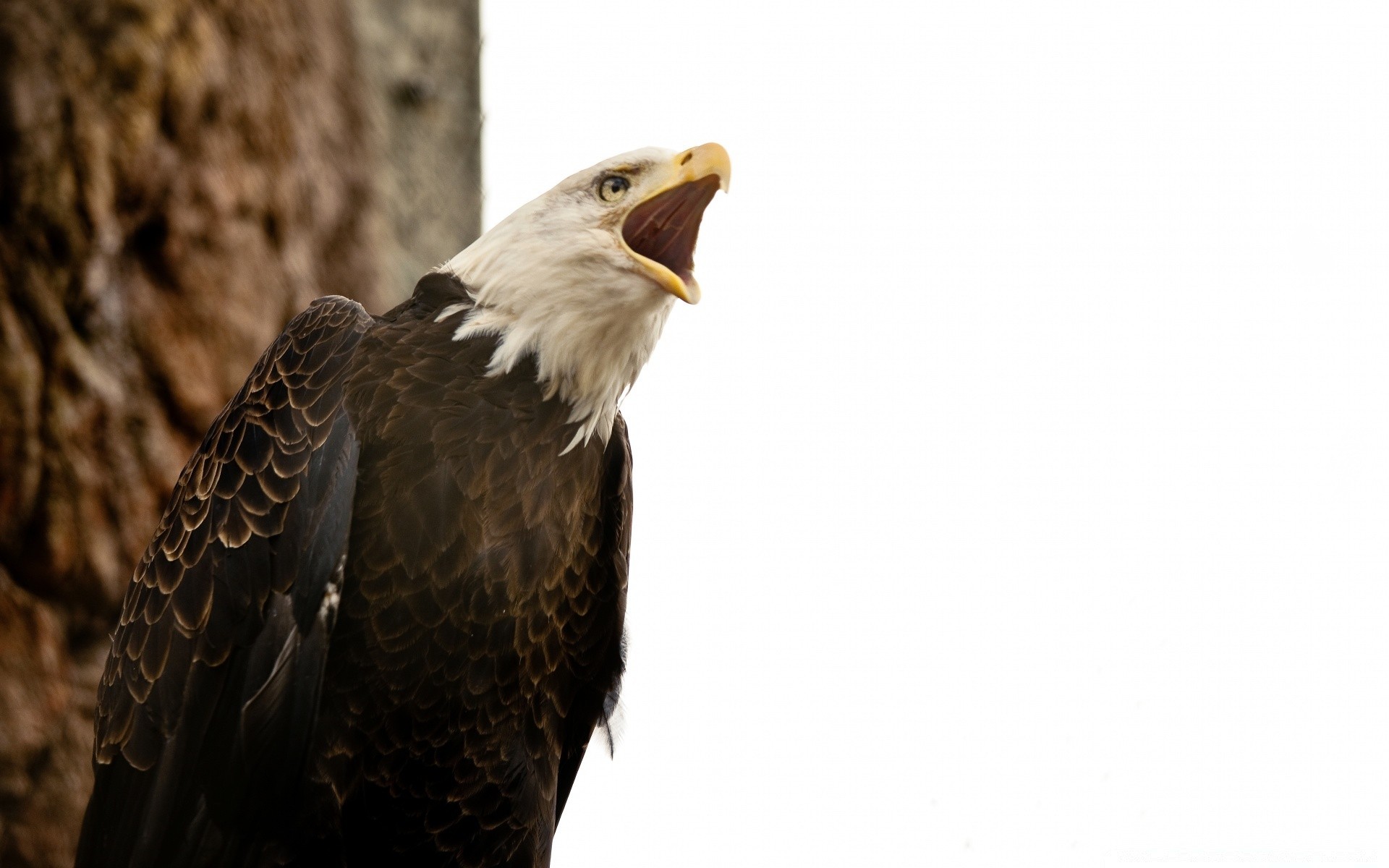 orzeł raptor ptak dzika przyroda łysy zdobycz bielik dziób natura hawk zwierzę dziki sokół pióro sokolnictwo drapieżnik