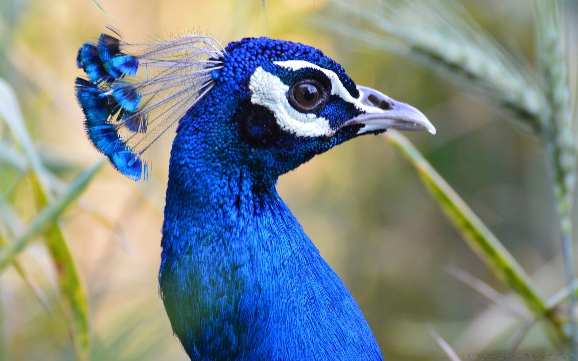 peacock bird wildlife nature feather animal poultry outdoors wild head color beak