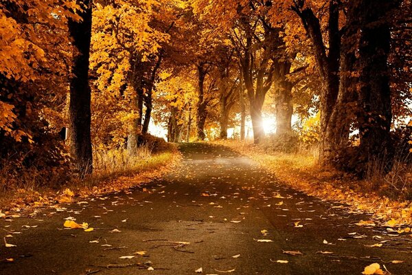 The road through the autumn forest