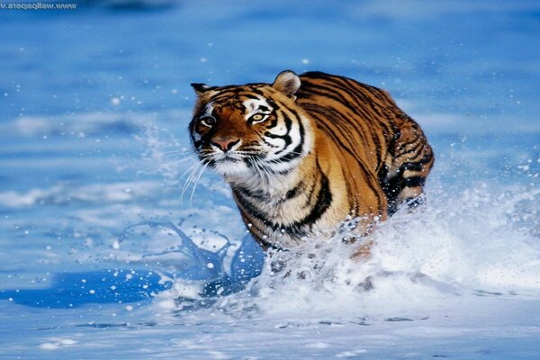 Tiger, der durch den Schnee wie auf dem Wasser läuft