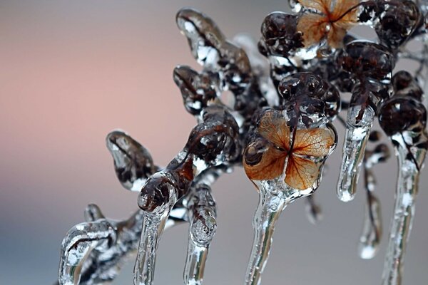 Frozen insect and leaf close-up