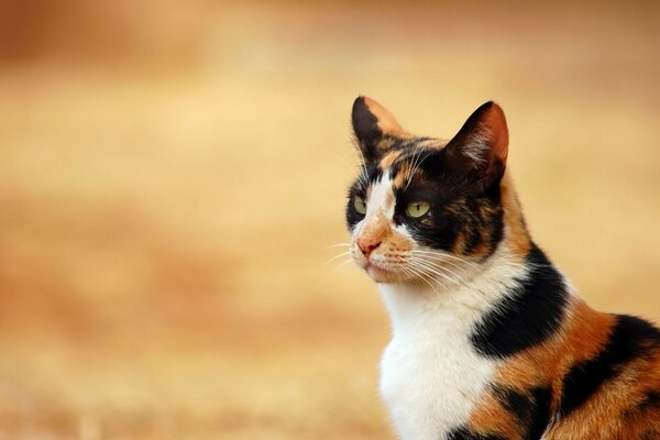 The tiger cat looks into the distance