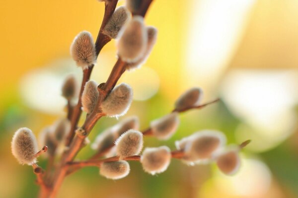 Willow the budding branch of the willow is beautiful