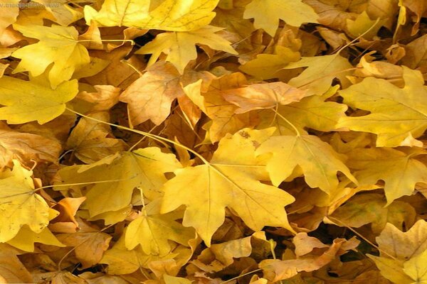 Yellow maple leaves on the ground