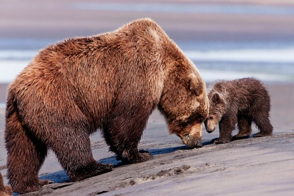 Bears in Dimka nature in search of food