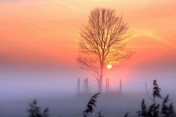 Baum im Nebel auf dem Hintergrund der Sonne