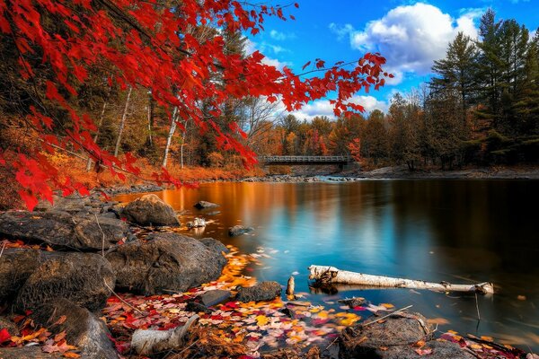 Paisaje de otoño con estanque y bosque