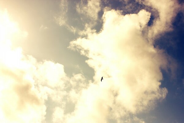 Luft, Himmel. Schwebender Vogel in den Wolken