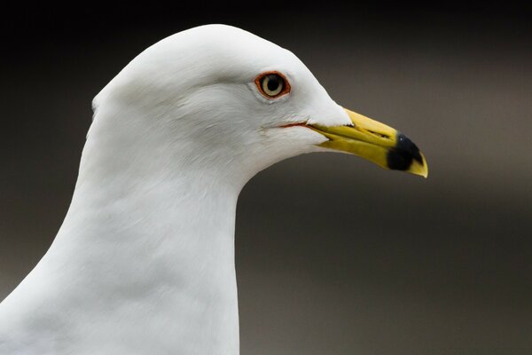 A white gull with a yellow beak