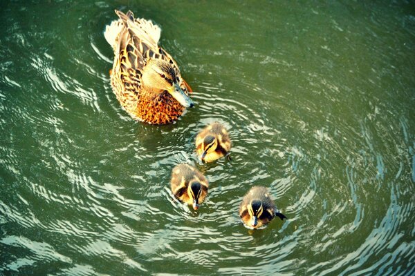 Ente mit Entenküken auf dem Wasser