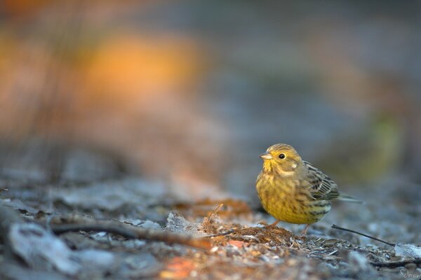 The earth and the yellow bird sitting on it