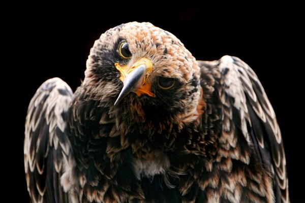 Sehr schöner und majestätischer Vogel Adler