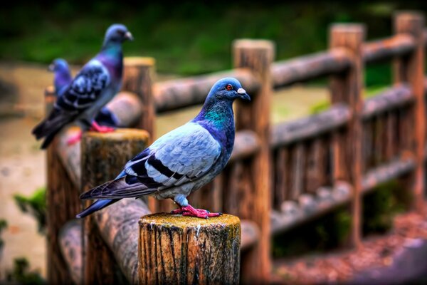 Pigeons on wooden fence posts