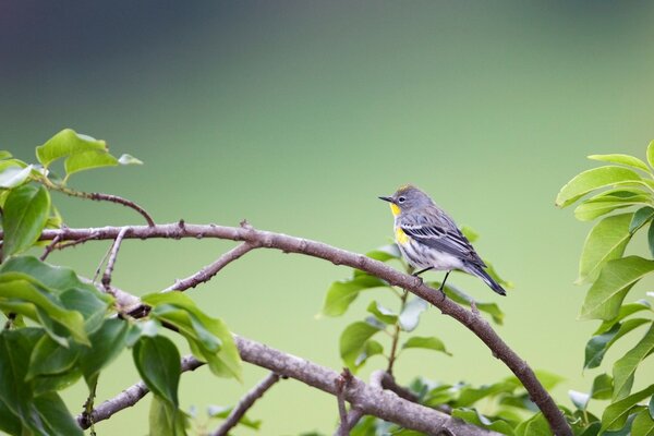 Wildlife is rich in birds