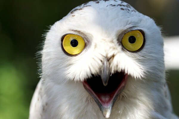 Hibou polaire aux yeux jaunes