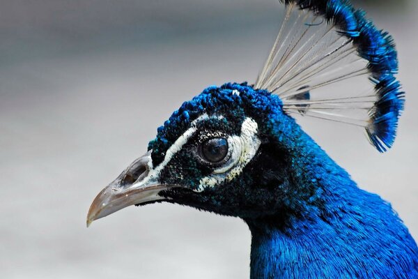 Peacock with blue feathers and a sharp beak