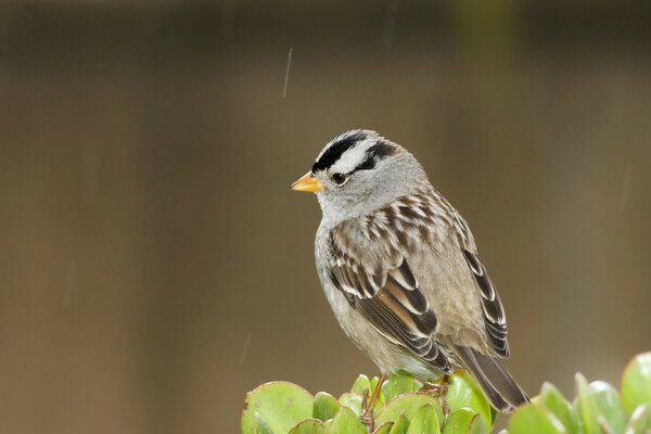 Oiseau dans la nature sous la pluie