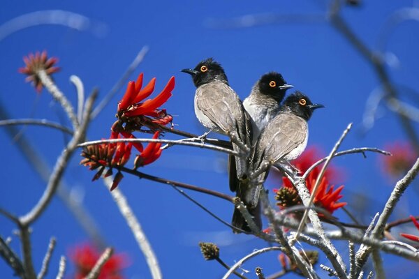 Tres pájaros se sientan en una rama al aire libre