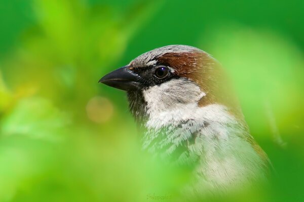 A bird s head sticking out of the bushes