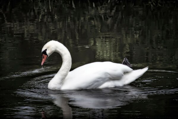 Swan floating on the lake