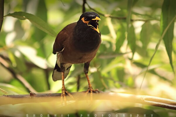 Pájaro en una rama con pico abierto