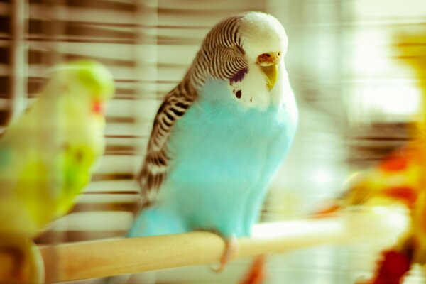 A happy parrot in a cage