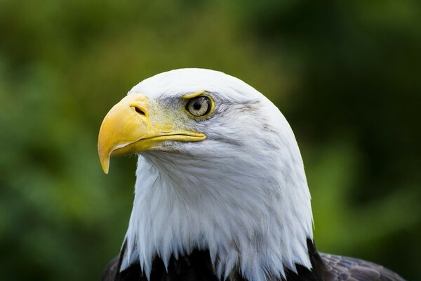 Weißkopfseeadler gelber Schnabel