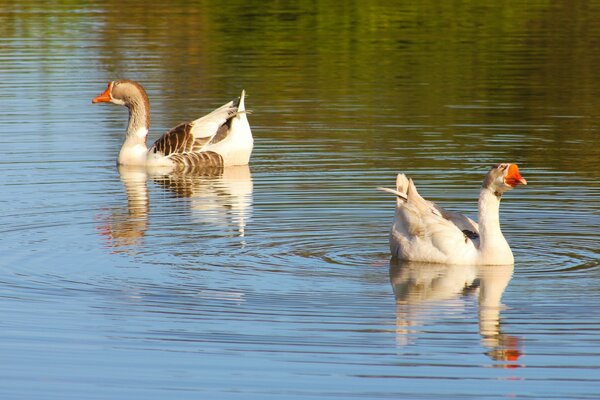 Waterfowl among the river