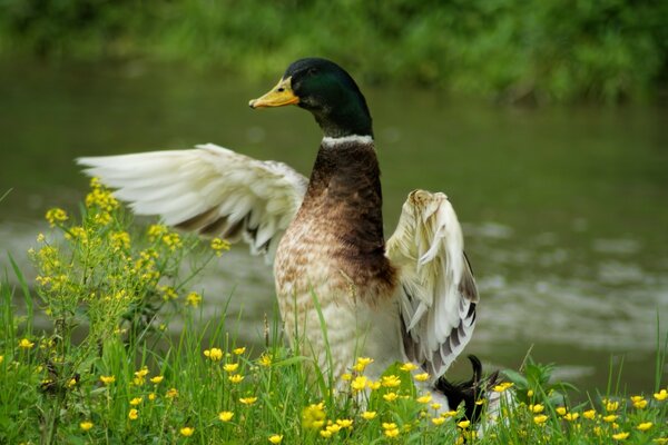 Wichtiger Vogel vor dem Hintergrund der Wildnis