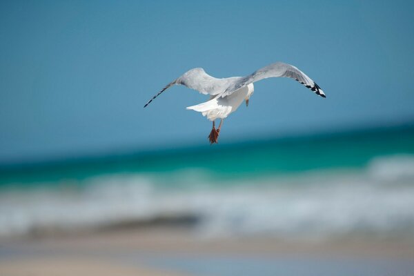 Gaivota pairando sobre o mar