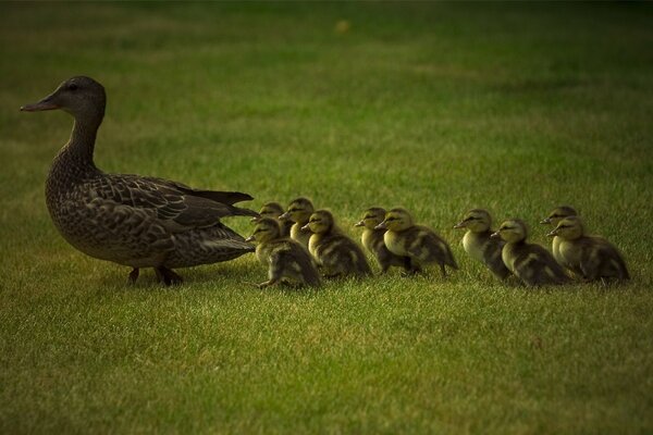 Mamá pato con sus patitos caminando