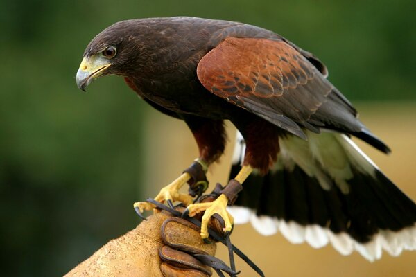 Uccello rapace sul braccio. Aquila addomesticata