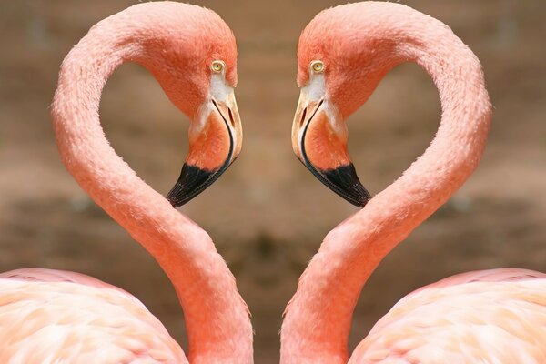 Casal apaixonado de flamingos cor-de-rosa