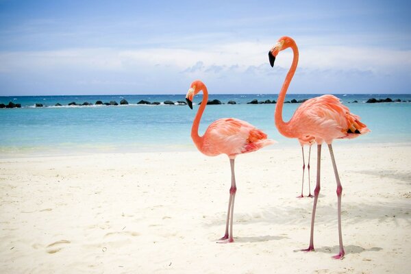 Pink flamingo on the background of white sand and sea