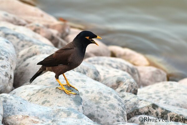 A bird on the rocks near the water