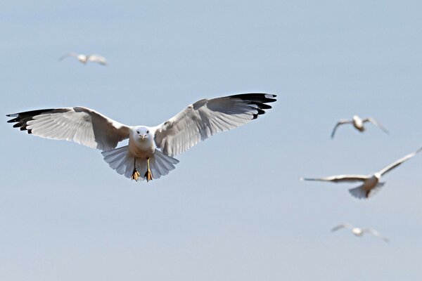 Wild seagulls plan over the water