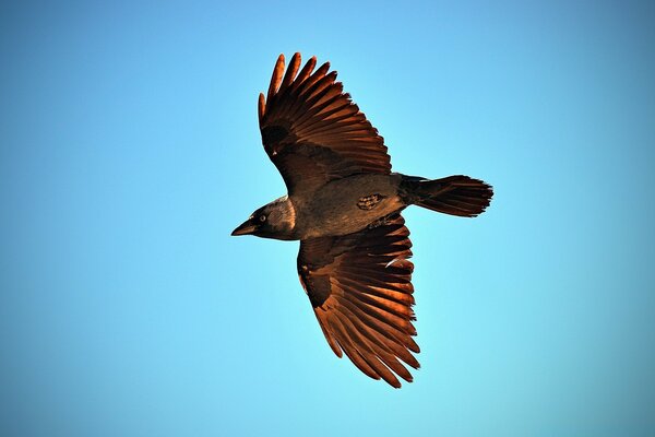 L oiseau agite ses ailes sur toute la longueur