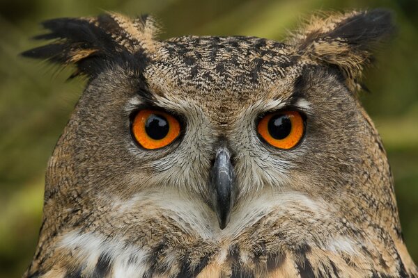 Hibou dans la nature pour le bureau