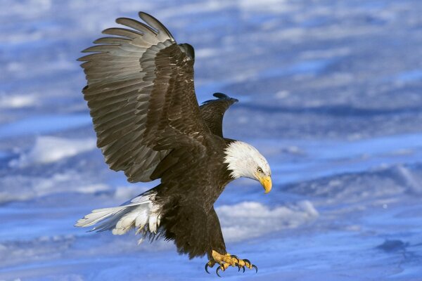 A huge eagle hovering by the water