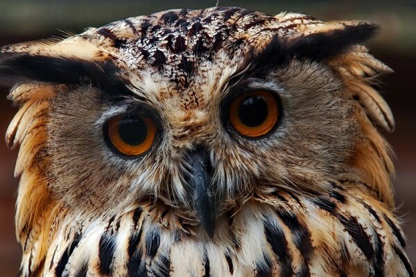 Owl in tiger coloring close-up