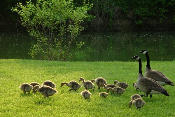 Gänse mit Küken auf dem Gras