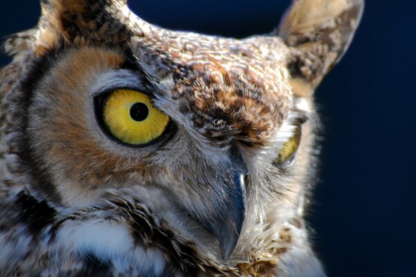 Wild owl s head close-up