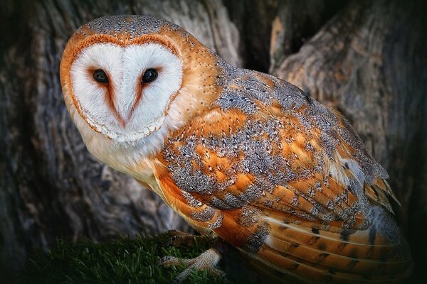 Hibou-oiseau sauvage de la nature