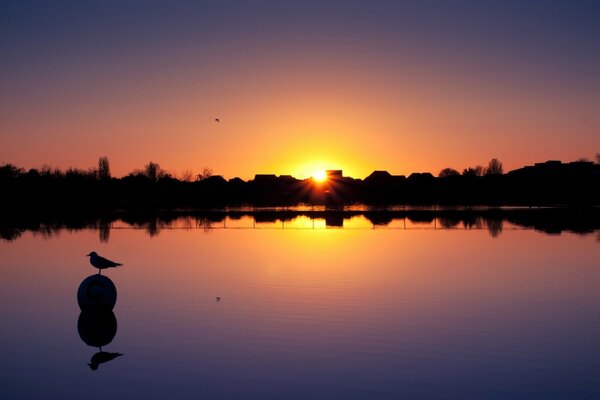 A bird sitting on a rock in the water at sunset