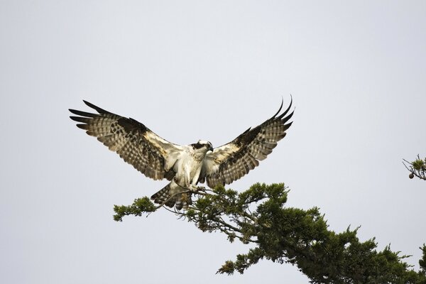 Beautiful bird of the wild