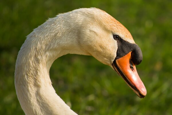 The swan is a very beautiful bird in nature