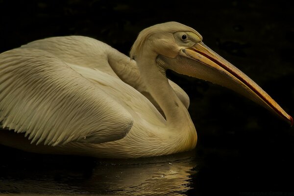 Pelican bird in the wild on the water